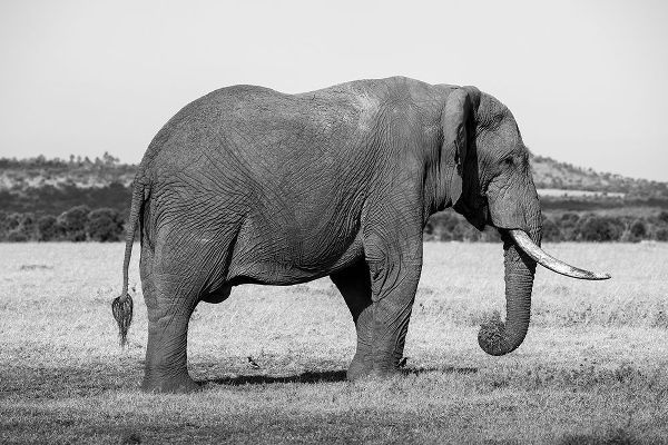 Hopkins, Cindy Miller 아티스트의 Africa-Kenya-Ol Pejeta Conservancy-Lone bull African elephant작품입니다.